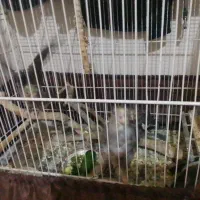 جوجه عروس هلندی  تازه دون خور شده