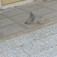 سوسنگرد|پرنده|سوسنگرد, |دیوار