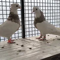 فروش چند جفت نر و ماده طوقی عطیقه