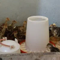 جوجه بوقلمون برنز