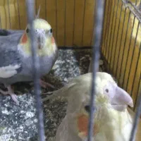 عروس پاریس