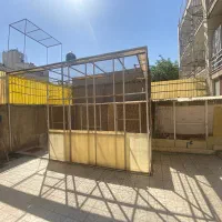 کبوتر گنجه بر|پرنده|تهران, یوسف‌آباد|دیوار