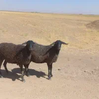 شیشک ، میش سیاه کبود