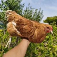 مرغ و خروس آراکانا بوف تخم آبی