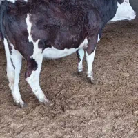 گاو گوساله تلیسه