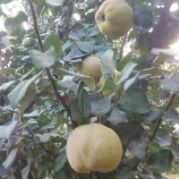 باغچه ۲۰۰ متری|فروش زمین و ملک کلنگی|محمدشهر, محمدشهر|دیوار