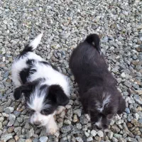 توله سگ شیتزو تریر