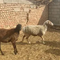 میش چینی زایده وآبستن