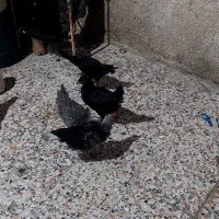 جوجه محلی