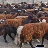 فروش گوسفند