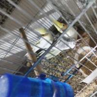 جفت عروس هلندی|پرنده|قزوین, |دیوار