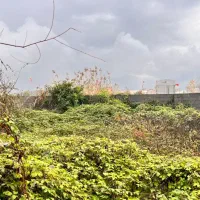 فروش زمین ۲۹۴ متری|فروش زمین و ملک کلنگی|رشت, خرسندی|دیوار