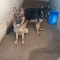 سگ ژرمن شپرد|سگ|مشهد, کارگران|دیوار