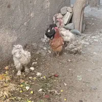 مرغ|حیوانات مزرعه|داورزن, |دیوار