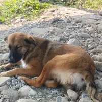 سگ یک ساله|سگ|نشتارود, |دیوار