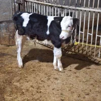 گوساله نر سیمنتال