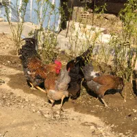 مرغ و خروس|حیوانات مزرعه|کرج, شهرک کیوانیه(معراج)|دیوار