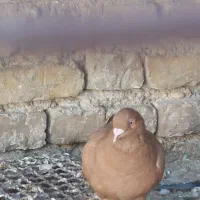 ماده زرد پرتقالی|پرنده|سپیدان, |دیوار