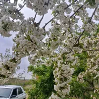 باغ گیلاس بهمراه حصار و اتاقک و سرویس بهداشتی