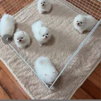 انوا.ع توله سگ های فانتزی|سگ|شیراز, پانصد دستگاه ارتش|دیوار