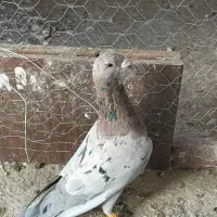 کبوتر سار سرور|پرنده|چناران, |دیوار