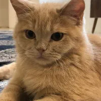 واگذاری گربه بریتیش