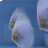 ماهی دیسکس کلکسیونی