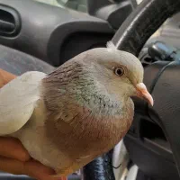 حیون طلا به شرط