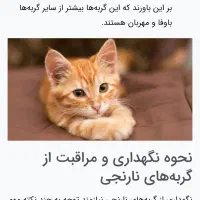 واگذاری  گربه نارنجی