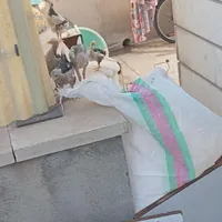 جوجه پنج عدد مرغ رسمی نوجوان یک عدد جوجه اردک|پرنده|تهران, کوی هفدهم شهریور|دیوار