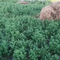 یونجه باغی