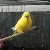 مرغ عشق هلندی|پرنده|قرچک, شهرک گلها|دیوار