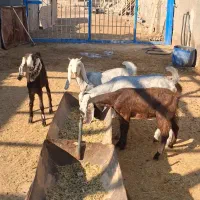 بزغاله پاکستانی