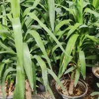 انواع گلهای اپارتمانی|گل و گیاه طبیعی|ورامین, ورامین|دیوار