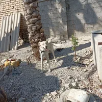 سگ سرابی دو رگه|سگ|کازرون, |دیوار