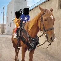 مادیان آبستن تروبرد