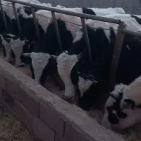 گوساله نر ۲۵۰