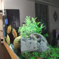 آکواریوم با تجهیزات و ماهی