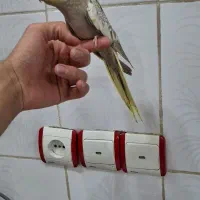 تعدادی عروس هلندی معاوضه با قناری|پرنده|ایذه, |دیوار