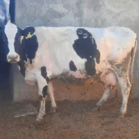 ۱راس گاو ۸ماه ابستن|حیوانات مزرعه|محمدشهر, عباس آباد|دیوار