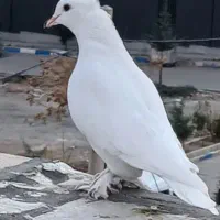 کفتر سفید مهر کاکلی