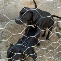 سگ پیتبول آمریکن بولی|سگ|گرگان, |دیوار