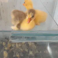 جوجه غاز|حیوانات مزرعه|چمستان, |دیوار