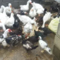 فروش غاز ،اردک اسراییلی ومرغ|حیوانات مزرعه|کلاچای, |دیوار