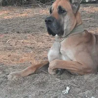 سگ گریت دین نر ۴ ساله