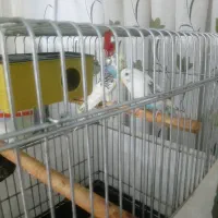 یک جفت مرغ عشق با قفسه