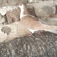 چپ سرخ چپ سیاه چپ‌زرد دم سفید|پرنده|گلبهار, نوبهار|دیوار