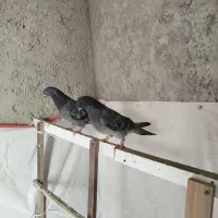 کبوترهای گرفتنی