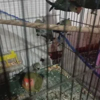 طوطی
