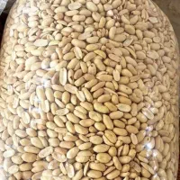 بادام زمینی آستانه مخصوص کره گیری